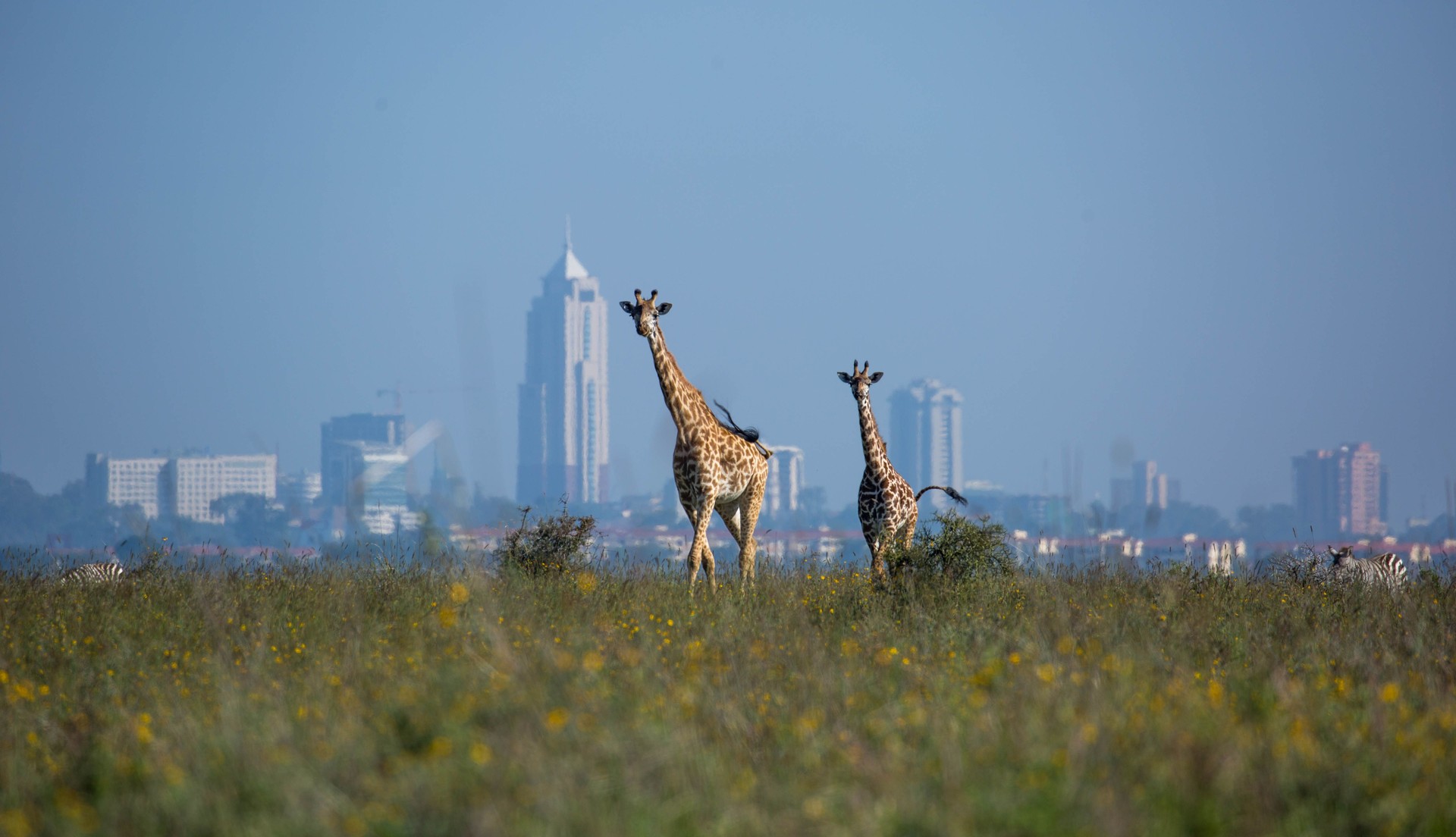 Kenya: Masai giraffe